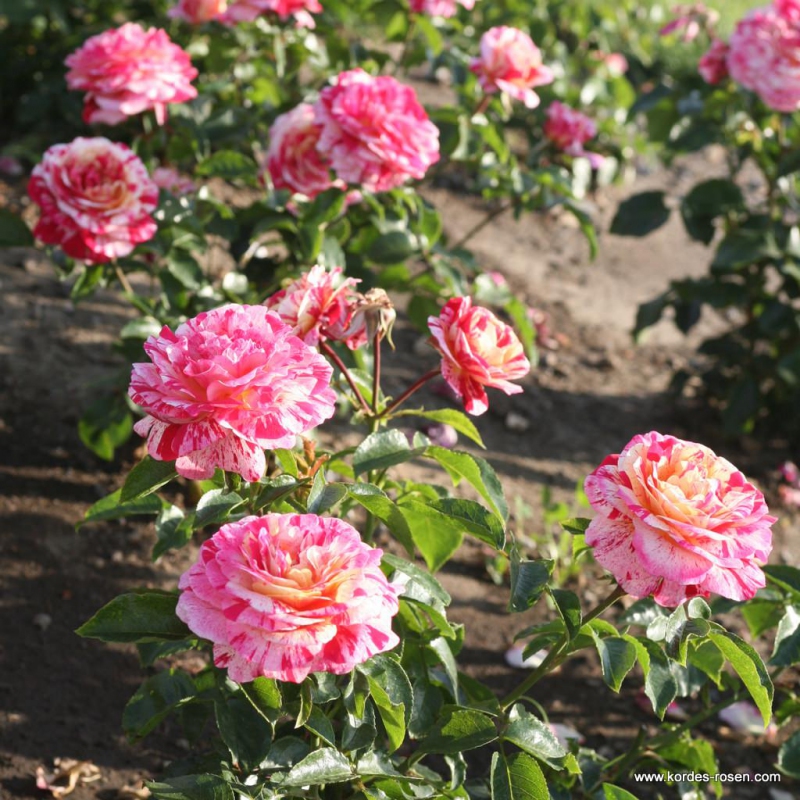 Ruža ´Abracadabra´