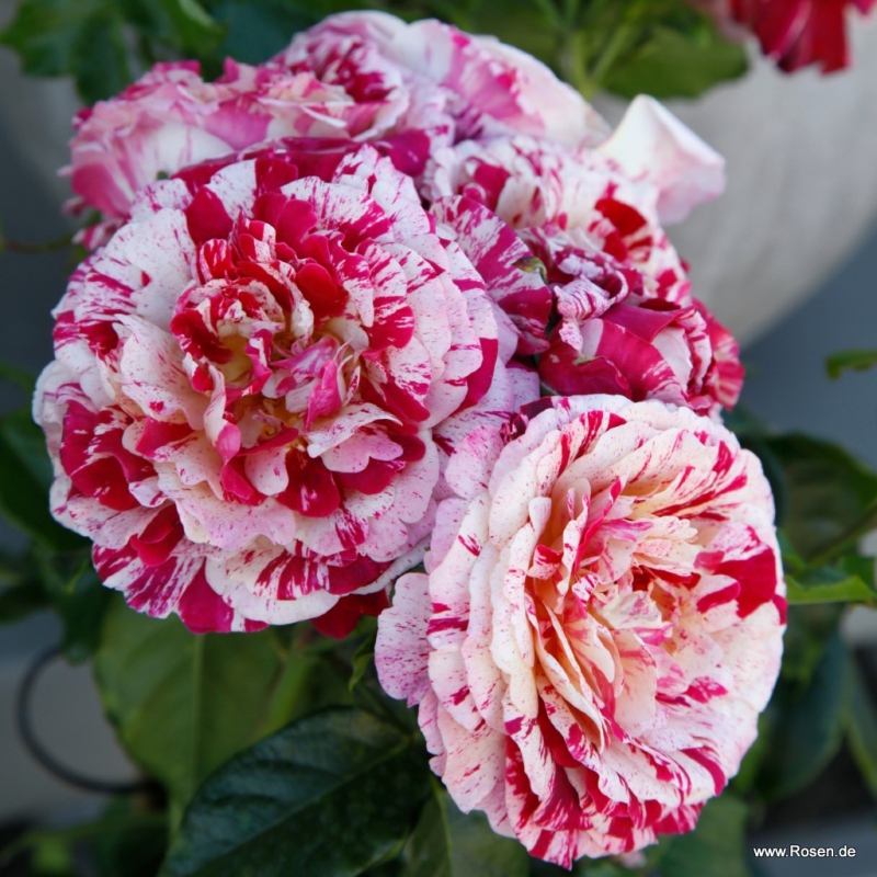 Ruža ´Abracadabra´