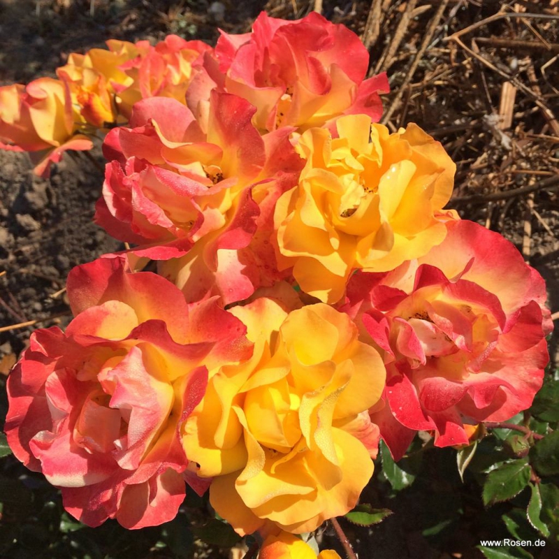 Ruža ´Bright Smiles´