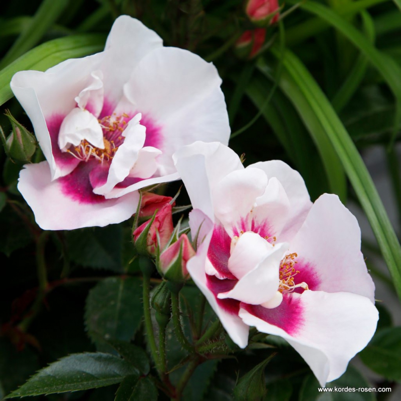 Ruža ´SEE YOU in Red´