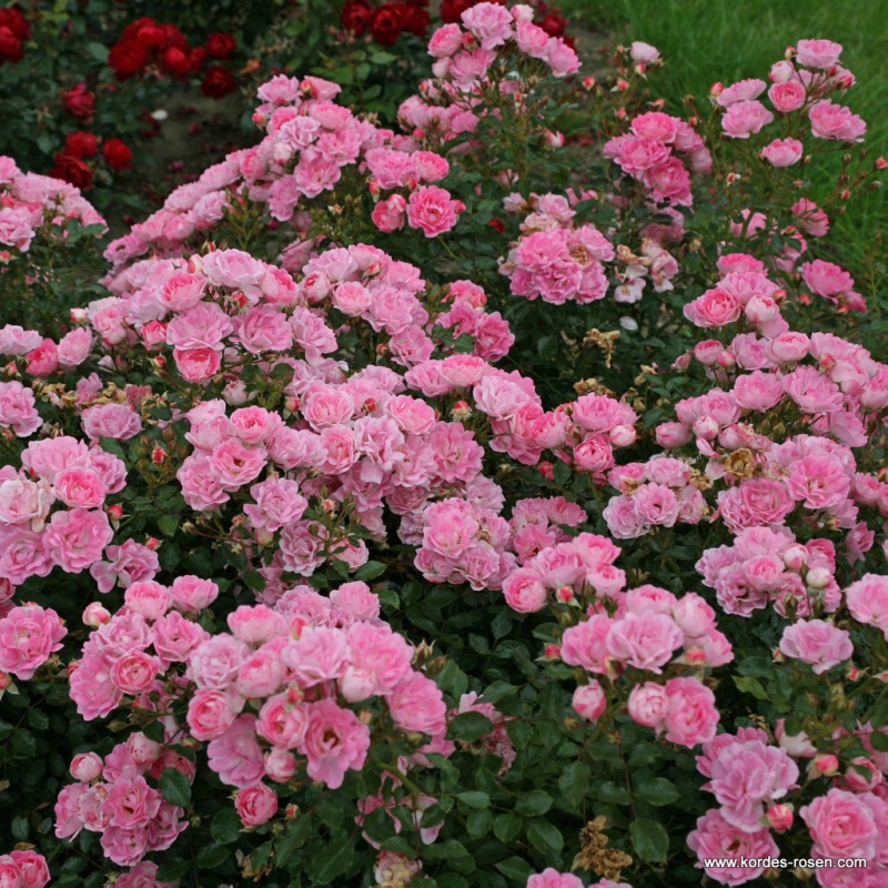 Ruža ´Flirt 2011´