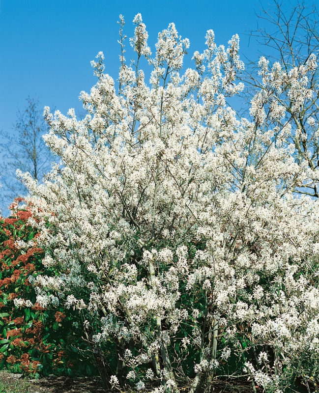 Muchovník Lamarckov 100/125cm