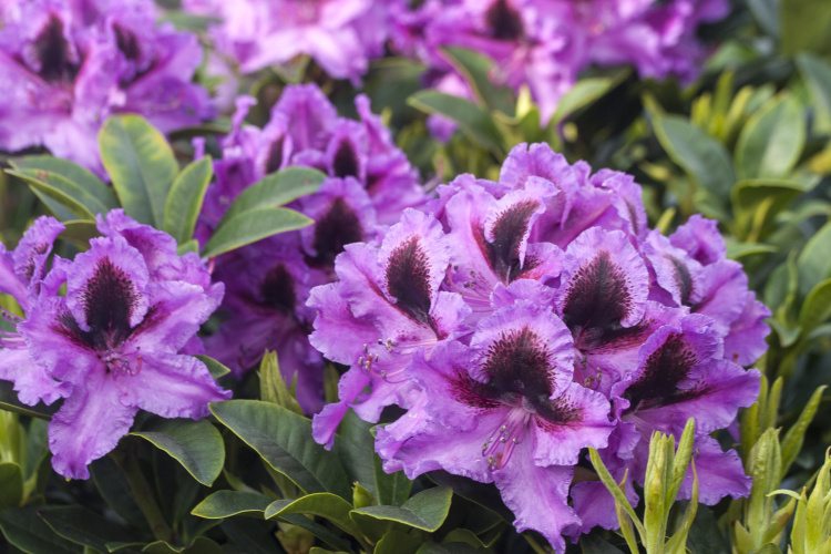 Rododendrón ´Graal Muritz´