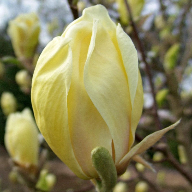 Magnólia ´Yellow Lantern´