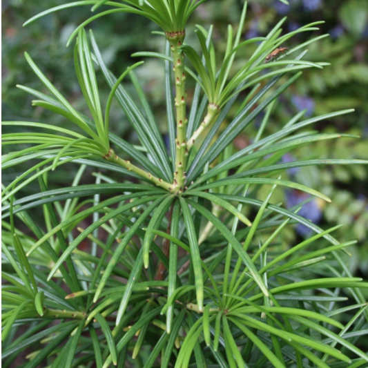 Dáždnikovec praslenovitý  100/125cm