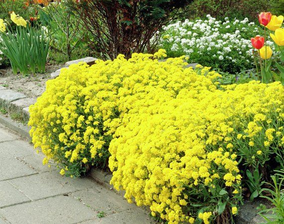 Taričník skalný ´Gold Cushion´