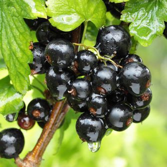 Ríbezľa čierna "Titania" STROMČEKOVÁ, kont. 2l