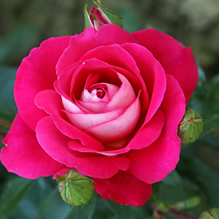 Ruža stromčeková ´GAVOTTE´