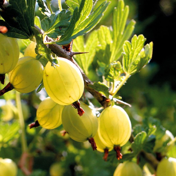 Egreš Hinnonmaki Yellov KER