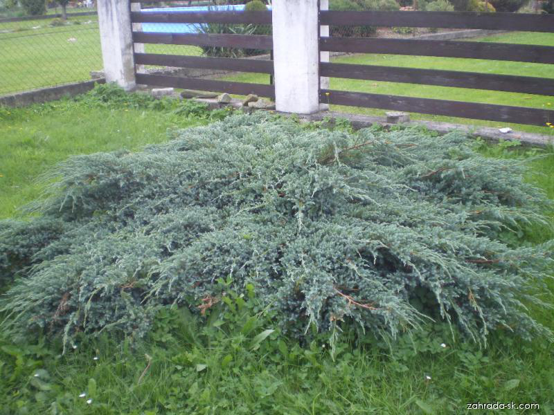 Borievka šupinatá ´Blue Carpet´