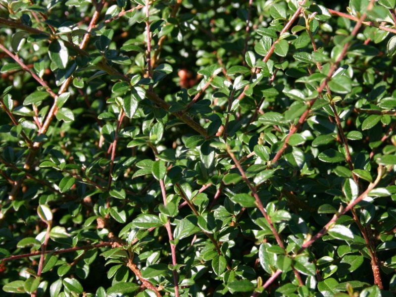 Skalník Dammerov "Skogholm"