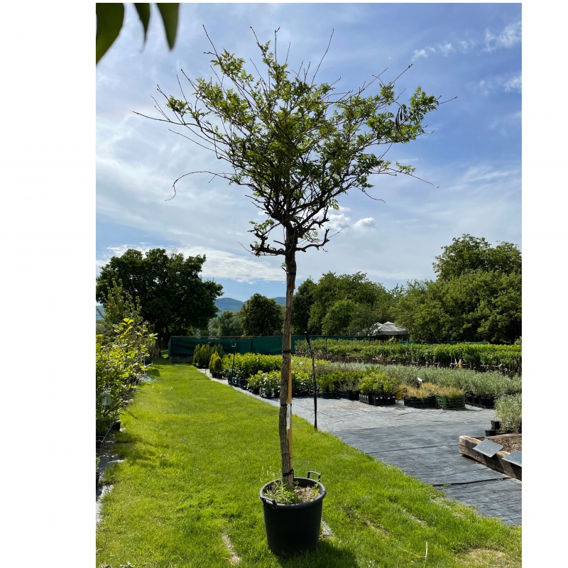 Trubkovec ´Rosso´ na kmienku