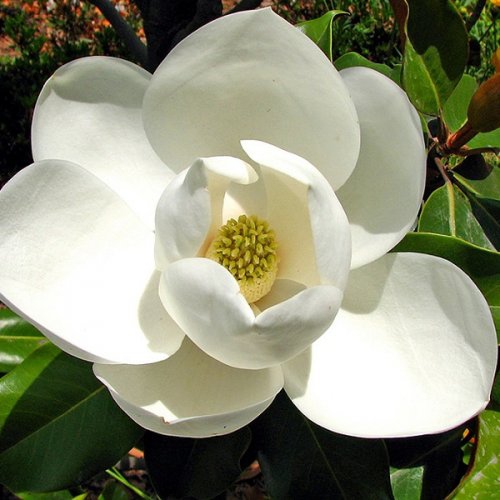 Magnólia veľkokvetá ´GALISSONNIÉRE´ na kmienku