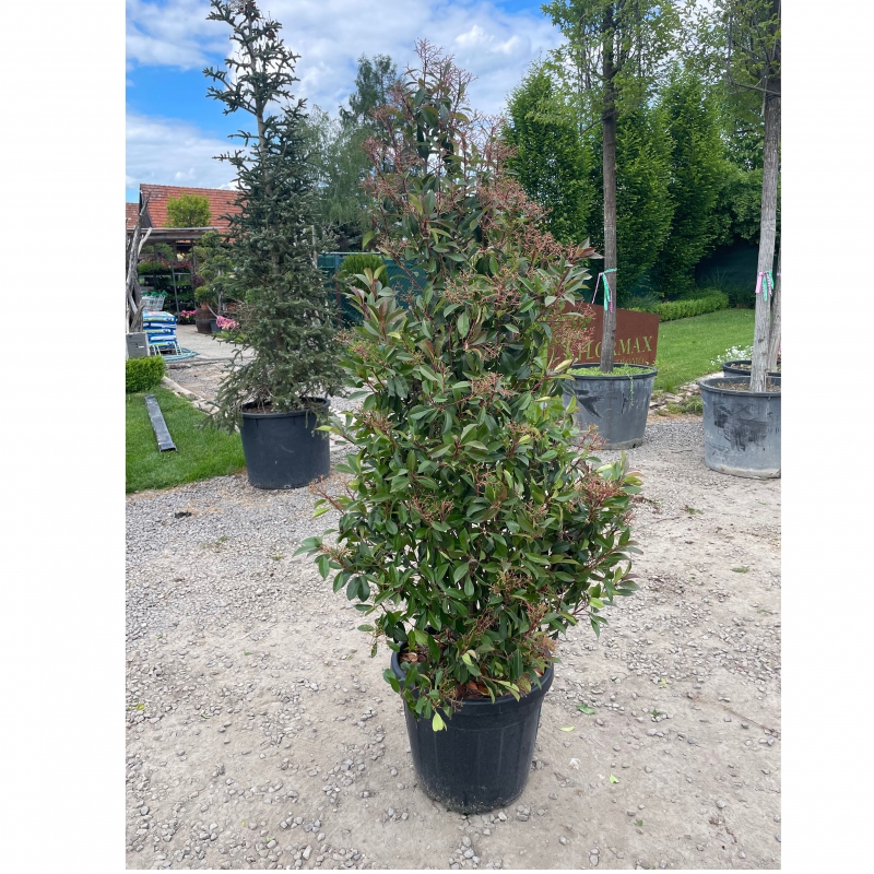 Červienka ´Red Robin Cono´