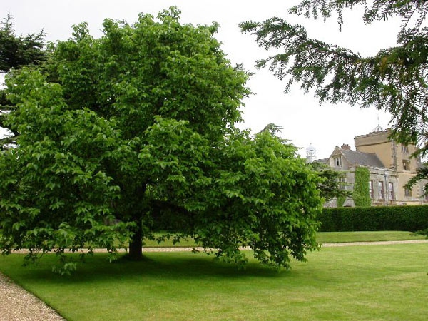 Moruša čierna, kont. 5l