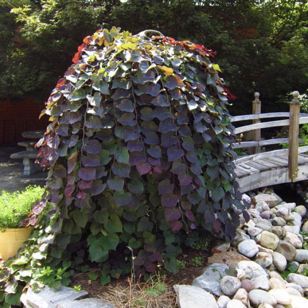 Judášovec kanadský ´Ruby Falls´