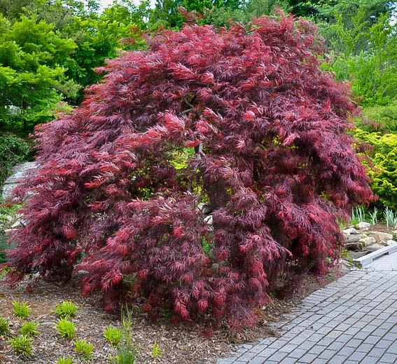 Javor dlaňovitolistý ´Inaba Shidare´ na kmienku