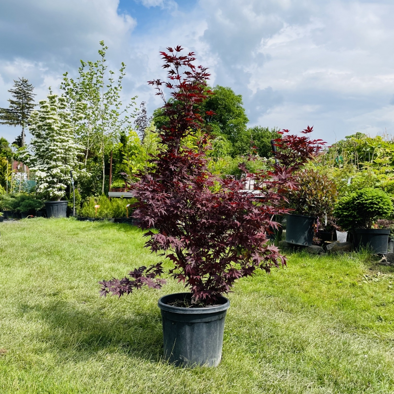 Javor  dlaňovitolistý ´Bloodgood´