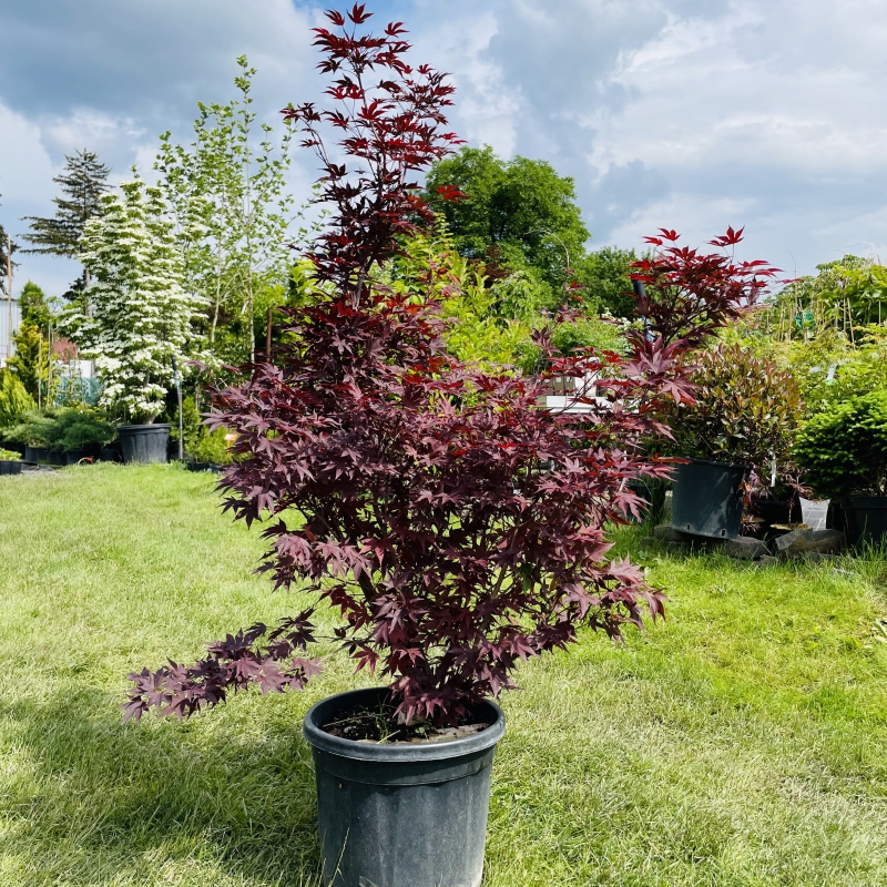 Javor  dlaňovitolistý ´Bloodgood´