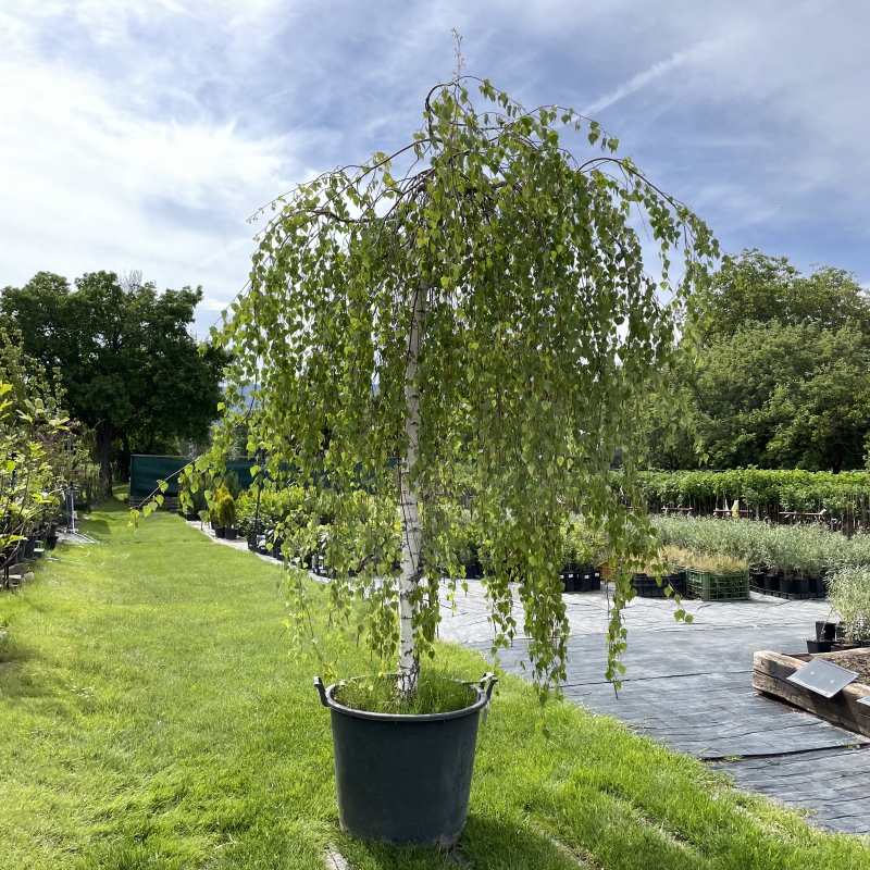 Breza previsnutá ´Youngi´