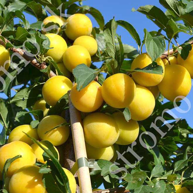 Slivka sibírska ´ GEK´