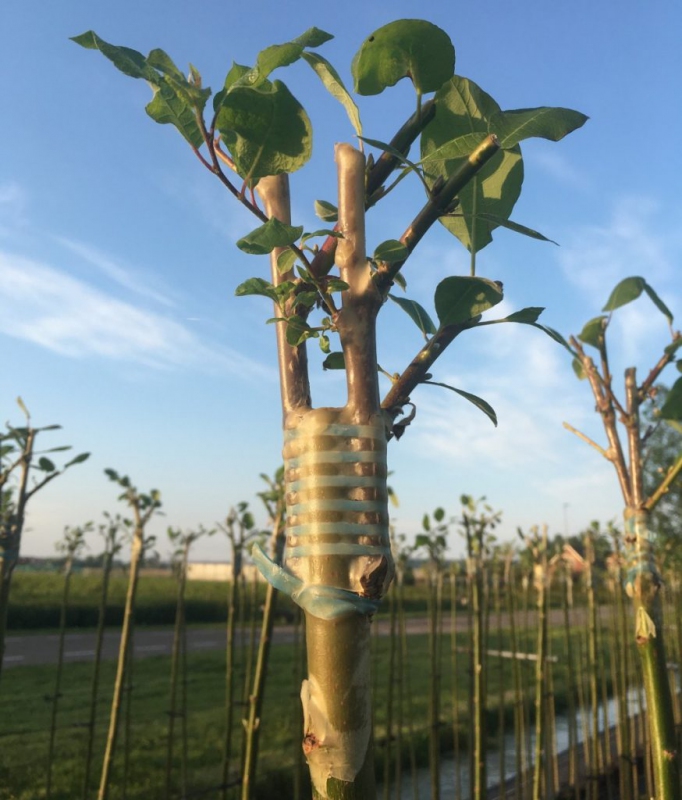 Štepárska gumička 240x6mm