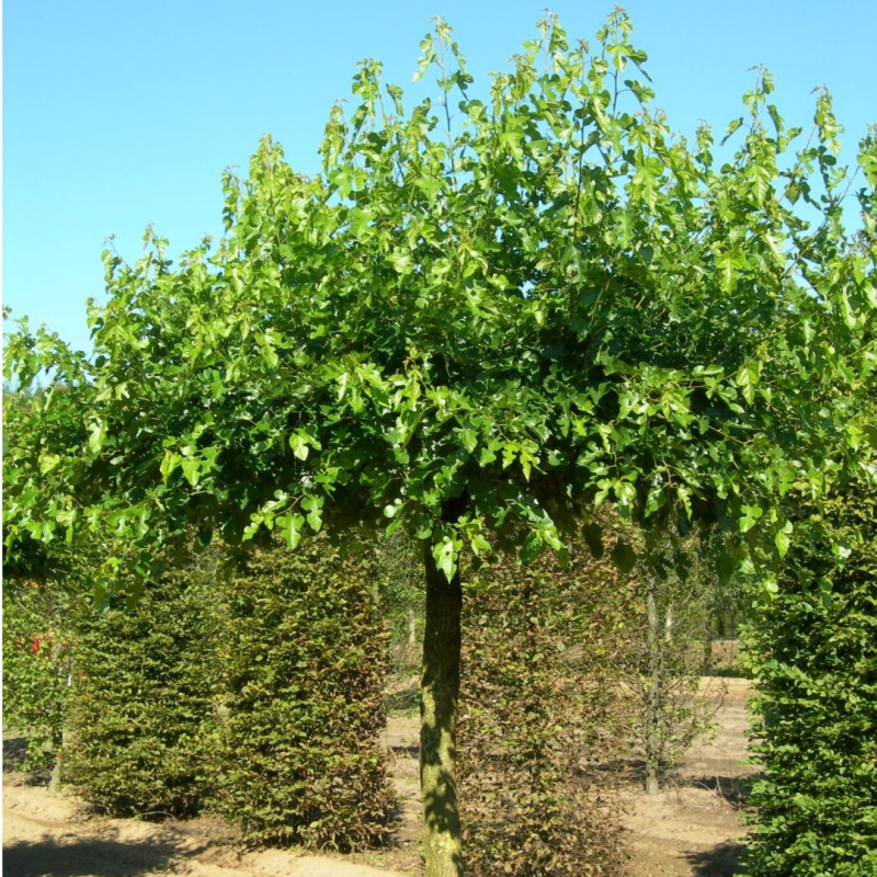 Moruša  ´Globosa´ na kmienku