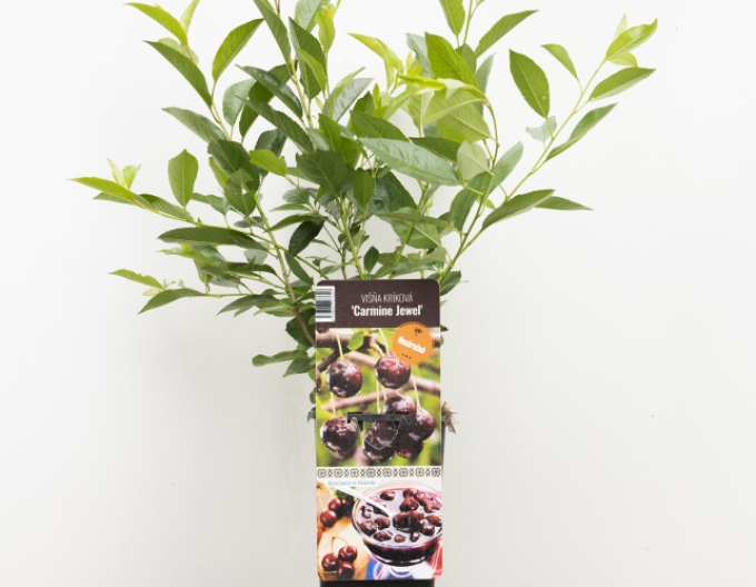 Višňa kríková ´Carmine Jewell´