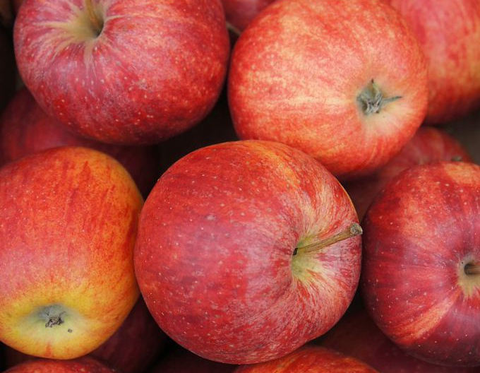 Jabloň ´Gala Mitchgla´ jesenná 5l