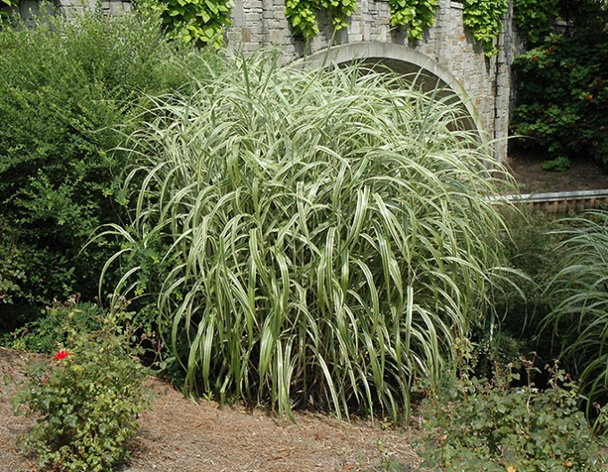 Ozdobnica čínska ´Cabaret´