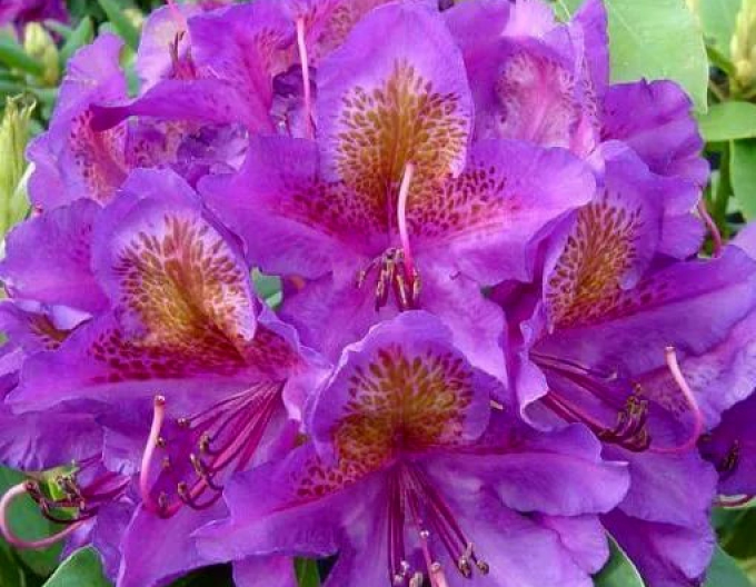 Rododendrón ´Marcel Menard´