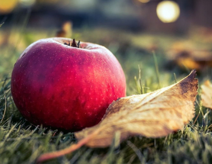 Jabloň ´Florina´ zimná podpn. A2, voľnok.