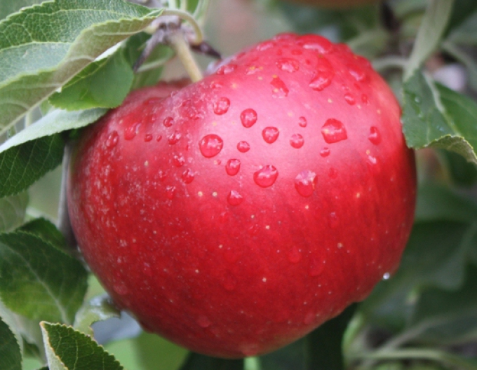 Jabloň ´Idared´ zimná, podp. A2, voľnok.