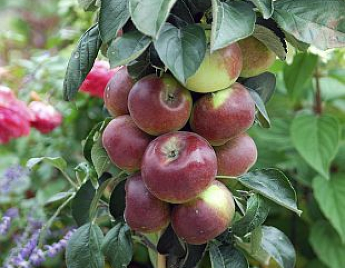 Jabloň stĺpová ´Cumulus´ zimná, podp. MM106, voľnok.