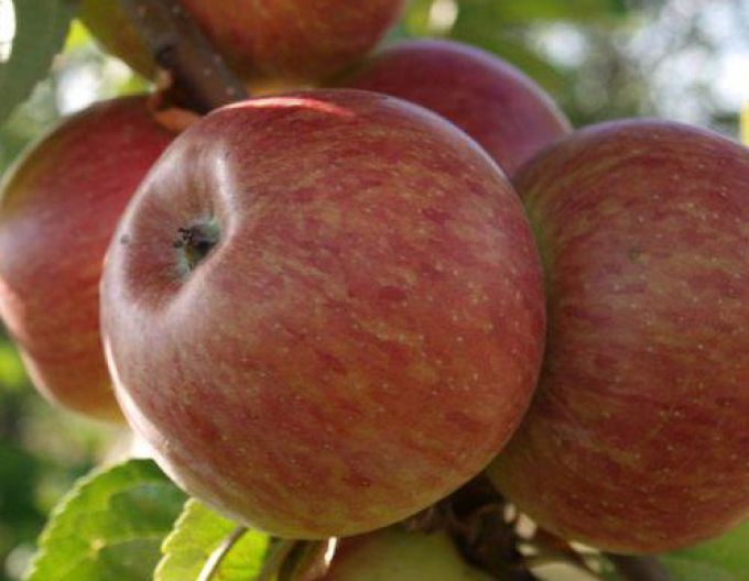 Jabloň stĺpová ´Herald´ zimná, podp. MM106, voľnok.