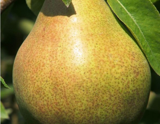 Hruška ´Williamsova Zelená´ letná, podp. Dula, voľnok.