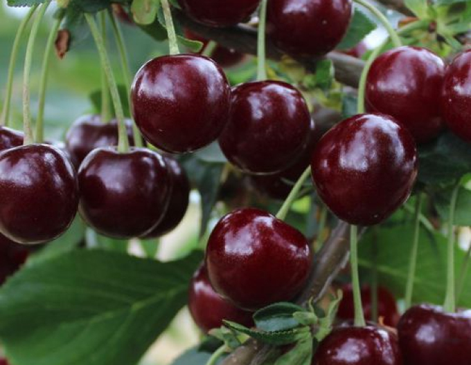 Višňa ´MORELLENFEUER´ neskorá