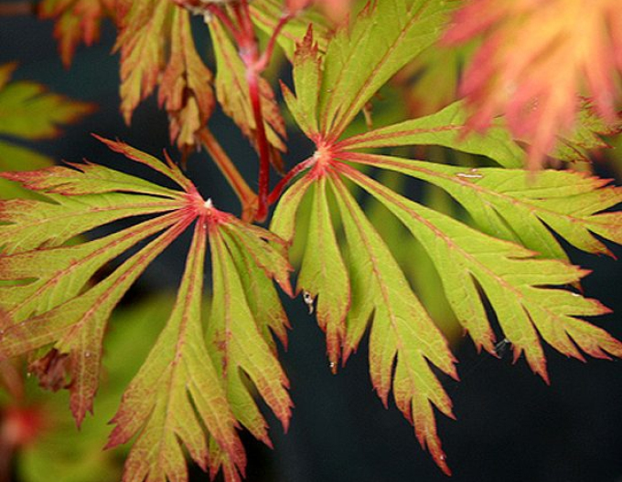 Javor japonský  ’Aconitifolium’