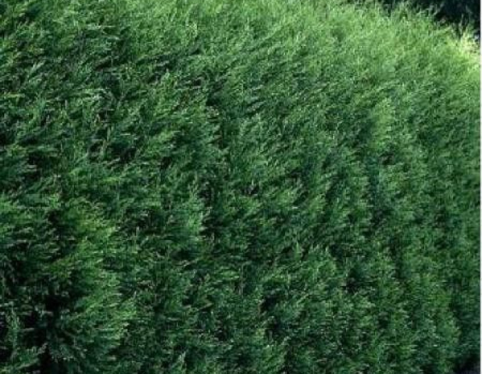 Cyprusovec leylandský ´2001´