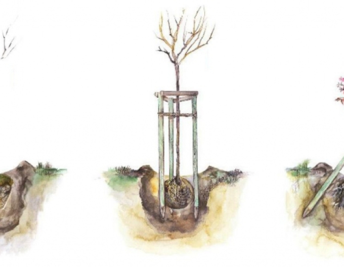 Oporný kôl s hrotom priemer  5cm - výška 250cm