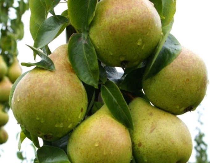 Hruška stĺpová ´Condo jesenná´, podp. Dula, kont. 2l