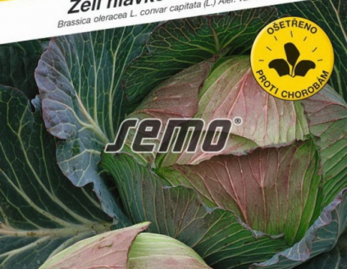Semo Kapusta hlávková ´Pourovo Pozdní´