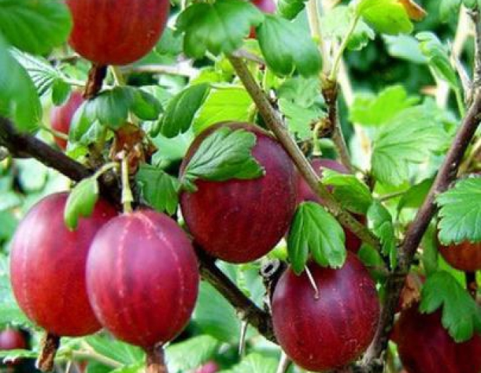 Egreš Hinnonmaki Rod KER