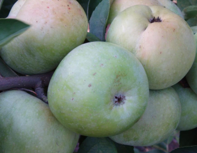 Jabloň "Priesvitná letná" letná, podp. M9, kont. 5l