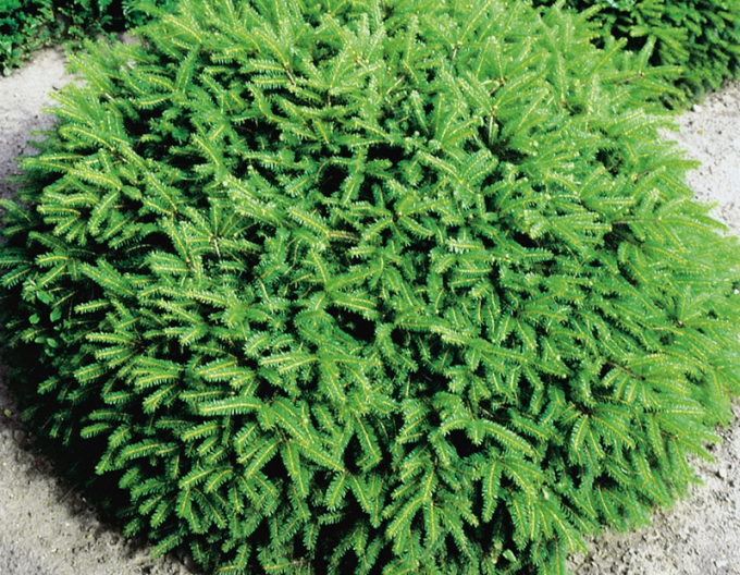 Smrek obyčajný "NIDIFORMIS"