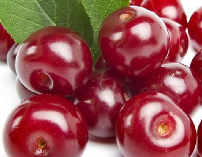 Višňa "Érdi Bötermö" poloskorá, podp. Mahalebka, voľnok.