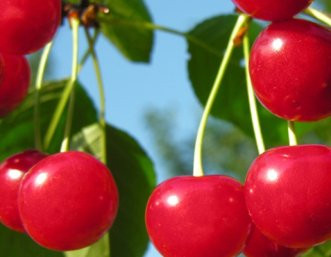 Višňa "Favorit" poloskorá