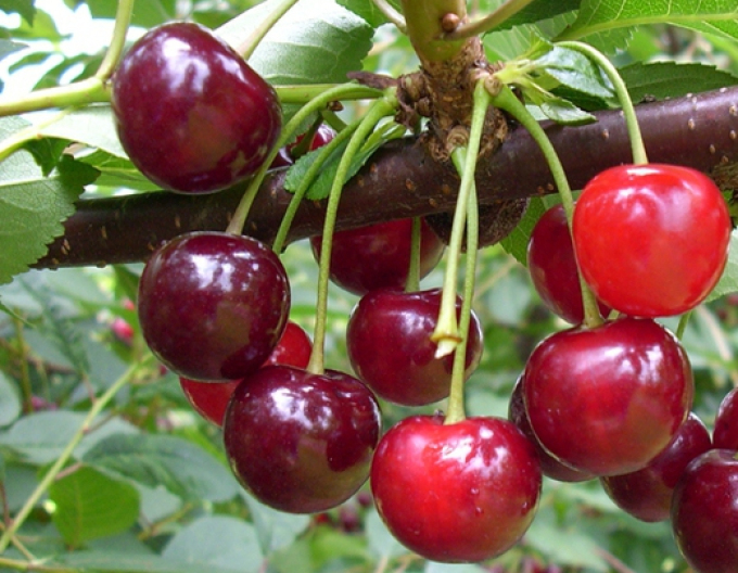 Višňa "Újfehertoi fürtös" poloskorá, podp. Mahalebka, voľnok.
