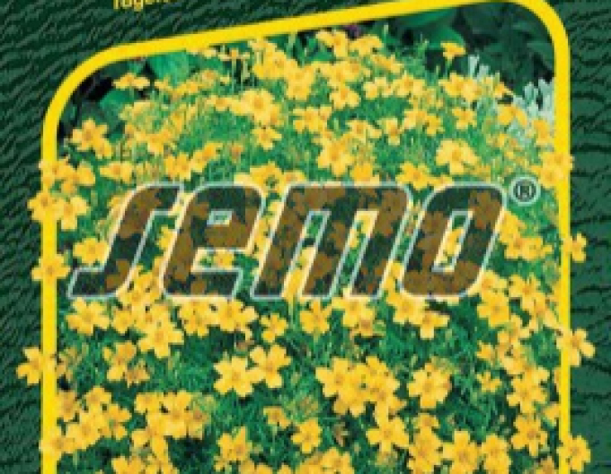 Semo Aksamietnica drobnokvetá ´Žltá´