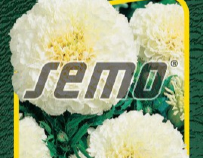 Semo Aksamietnica vzpriamená ´Kilimanjaro White´